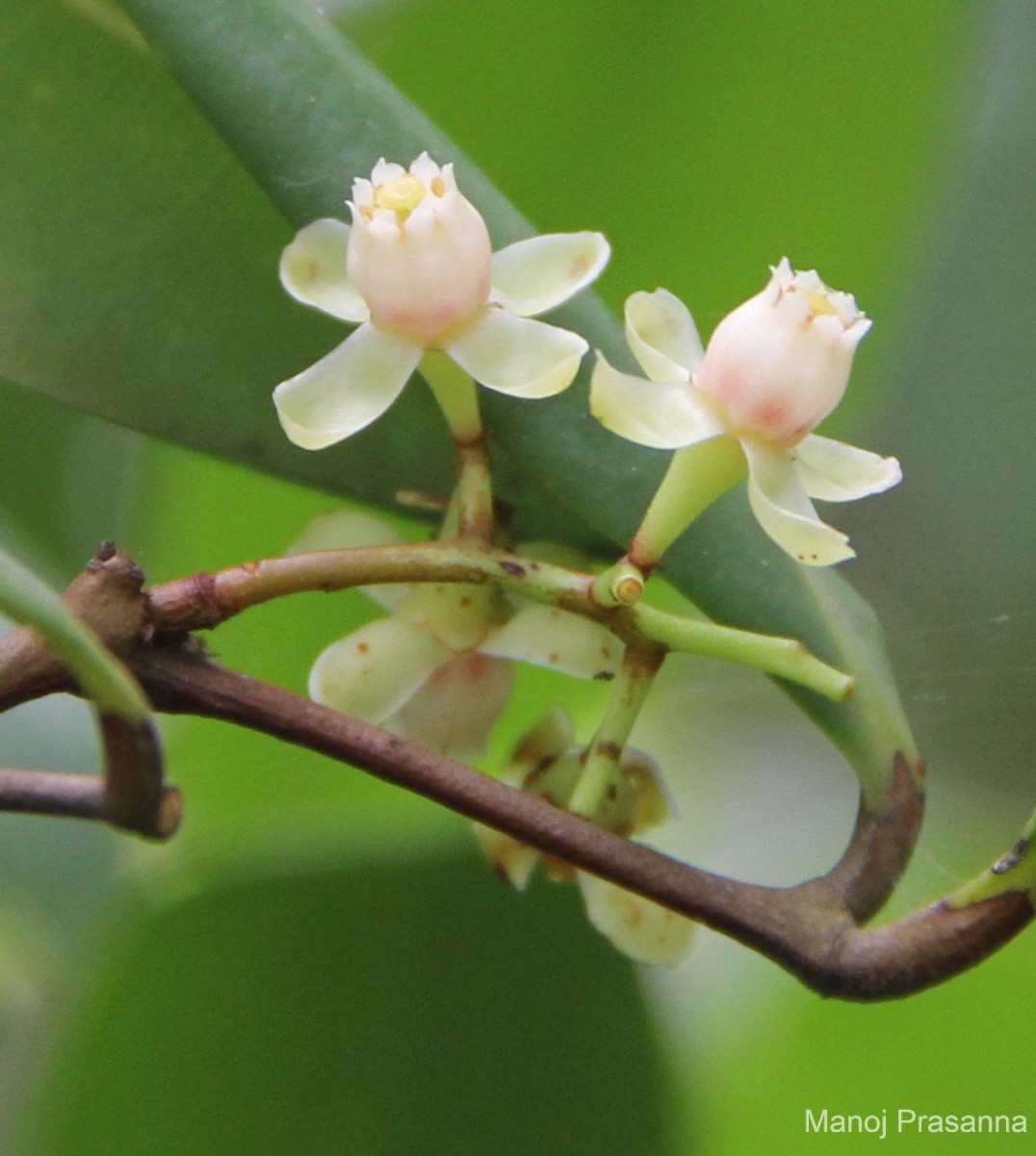 Xylocarpus granatum J.Koenig